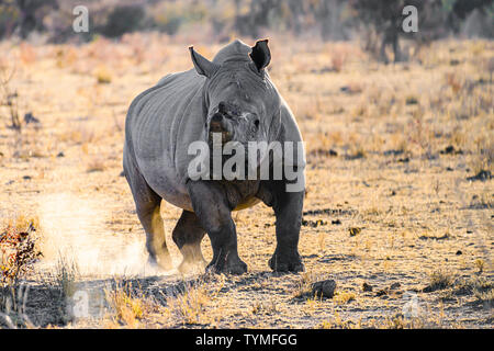 Einem aufgeregten White Rhino kicks Staub im Etosha National Park, Namibia Stockfoto