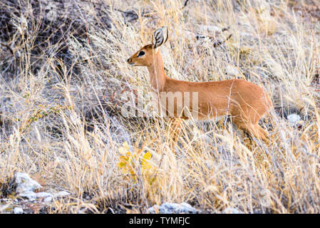 Common duiker in Namibia, einem der kleinsten Afrikanischen Antilopen, stehen nur 50 cm hoch. Stockfoto