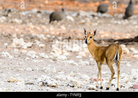 Common duiker in Namibia, einem der kleinsten Afrikanischen Antilopen, stehen nur 50 cm hoch. Stockfoto
