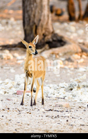 Common duiker in Namibia, einem der kleinsten Afrikanischen Antilopen, stehen nur 50 cm hoch. Stockfoto
