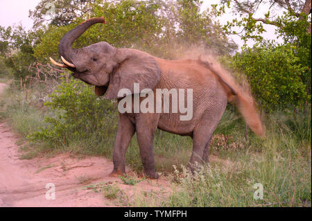 Afrika; Südafrika; Afrika; Nordöstlichen, Sabi Sand Private Game Reserve, Elefant Stockfoto