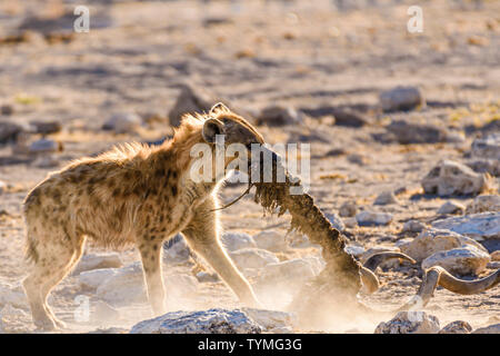 Eine Tüpfelhyäne zieht die Wirbelsäule und Schädel eines Großen Kudu nach einem frühen Morgen zu töten. Etosha National Park, Namibia Stockfoto