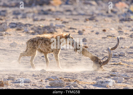 Eine Tüpfelhyäne zieht die Wirbelsäule und Schädel eines Großen Kudu nach einem frühen Morgen zu töten. Etosha National Park, Namibia Stockfoto