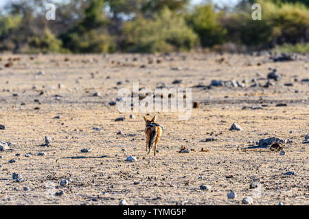 Eine einsame Schwarze-backed jackal Spaziergänge durch eine leere Masse. Etosha National Park, Namibia Stockfoto