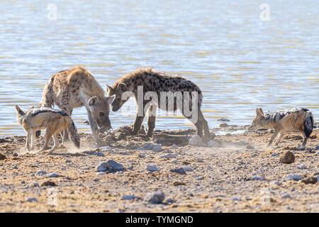 Black backed Jackals belästigen und versuchen, eine tüpfelhyäne zu verwechseln, die es Ihnen ermöglichen, einen Teil ihrer Töten am Etosha National Park, Namibia zu stehlen Stockfoto