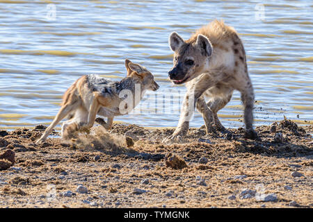 Black backed Jackals belästigen und versuchen, eine tüpfelhyäne zu verwechseln, die es Ihnen ermöglichen, einen Teil ihrer Töten am Etosha National Park, Namibia zu stehlen Stockfoto