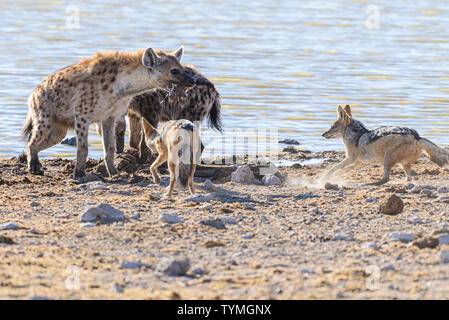 Black backed Jackals belästigen und versuchen, eine tüpfelhyäne zu verwechseln, die es Ihnen ermöglichen, einen Teil ihrer Töten am Etosha National Park, Namibia zu stehlen Stockfoto