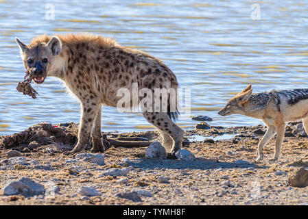 Black backed Jackals belästigen und versuchen, eine tüpfelhyäne zu verwechseln, die es Ihnen ermöglichen, einen Teil ihrer Töten am Etosha National Park, Namibia zu stehlen Stockfoto