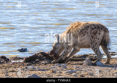 Black backed Jackals belästigen und versuchen, eine tüpfelhyäne zu verwechseln, die es Ihnen ermöglichen, einen Teil ihrer Töten am Etosha National Park, Namibia zu stehlen Stockfoto