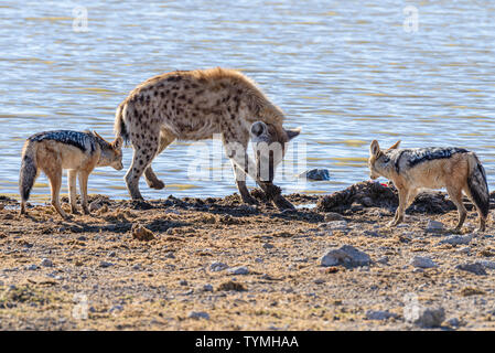 Black backed Jackals belästigen und versuchen, eine tüpfelhyäne zu verwechseln, die es Ihnen ermöglichen, einen Teil ihrer Töten am Etosha National Park, Namibia zu stehlen Stockfoto