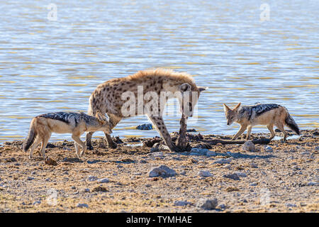 Black backed Jackals belästigen und versuchen, eine tüpfelhyäne zu verwechseln, die es Ihnen ermöglichen, einen Teil ihrer Töten am Etosha National Park, Namibia zu stehlen Stockfoto