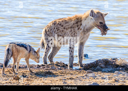 Black backed Jackals belästigen und versuchen, eine tüpfelhyäne zu verwechseln, die es Ihnen ermöglichen, einen Teil ihrer Töten am Etosha National Park, Namibia zu stehlen Stockfoto