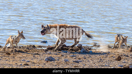 Black backed Jackals belästigen und versuchen, eine tüpfelhyäne zu verwechseln, die es Ihnen ermöglichen, einen Teil ihrer Töten am Etosha National Park, Namibia zu stehlen Stockfoto