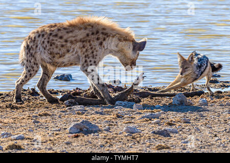 Black backed Jackals belästigen und versuchen, eine tüpfelhyäne zu verwechseln, die es Ihnen ermöglichen, einen Teil ihrer Töten am Etosha National Park, Namibia zu stehlen Stockfoto