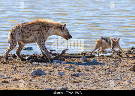 Black backed Jackals belästigen und versuchen, eine tüpfelhyäne zu verwechseln, die es Ihnen ermöglichen, einen Teil ihrer Töten am Etosha National Park, Namibia zu stehlen Stockfoto