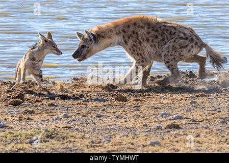 Black backed Jackals belästigen und versuchen, eine tüpfelhyäne zu verwechseln, die es Ihnen ermöglichen, einen Teil ihrer Töten am Etosha National Park, Namibia zu stehlen Stockfoto