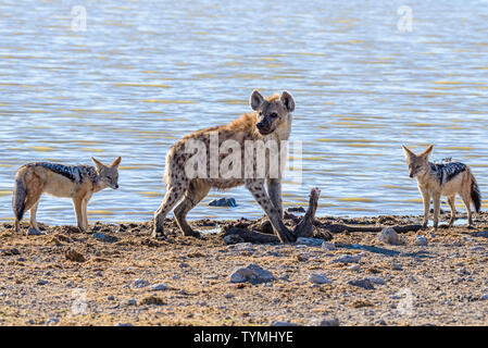 Black backed Jackals belästigen und versuchen, eine tüpfelhyäne zu verwechseln, die es Ihnen ermöglichen, einen Teil ihrer Töten am Etosha National Park, Namibia zu stehlen Stockfoto