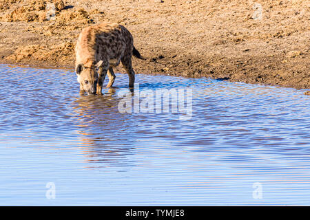 Eine Tüpfelhyäne nimmt einen Schluck aus einem Wasserloch im Etosha National Park, Namibia. Stockfoto