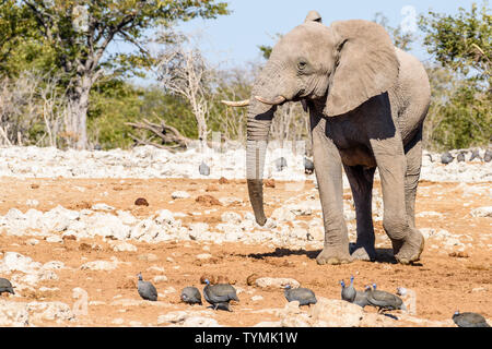 Afrikanische Elefanten an einem Wasserloch in Namibia. Elefanten im Etosha leiden unter einem Mangel an Phosphor, deren Stoßzähne langsam wachsenden und spröde. Sie Stockfoto