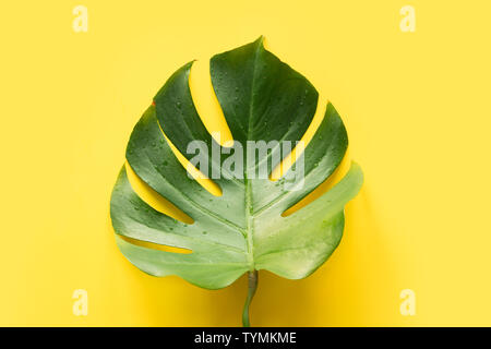 Einflügelig von monstera auf gelben Hintergrund. Close Up, mit Kopie Raum isoliert. Stockfoto