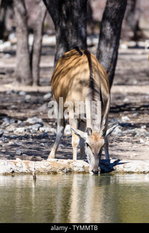 Kudu an eine künstliche Wasser Loch in einem Namibischen Wald, Namibia. Stockfoto