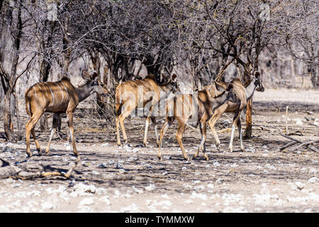 Kudu an eine künstliche Wasser Loch in einem Namibischen Wald, Namibia. Stockfoto