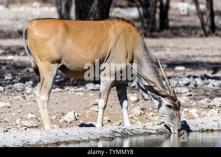 Kudu an eine künstliche Wasser Loch in einem Namibischen Wald, Namibia. Stockfoto