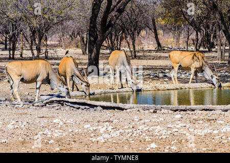 Kudu an eine künstliche Wasser Loch in einem Namibischen Wald, Namibia. Stockfoto