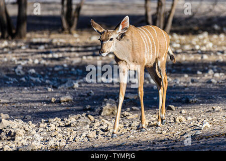 Kudu an eine künstliche Wasser Loch in einem Namibischen Wald, Namibia. Stockfoto