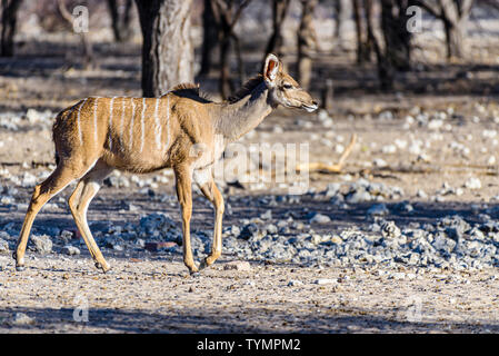 Kudu an eine künstliche Wasser Loch in einem Namibischen Wald, Namibia. Stockfoto