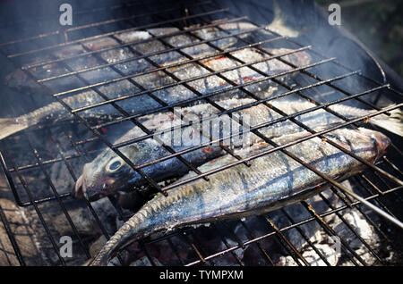 Nahaufnahme auf Makrele fischen in einem Kohle-Grill gekocht wird. Stockfoto