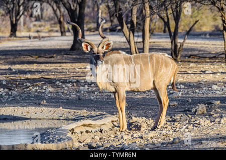 Kudu an eine künstliche Wasser Loch in einem Namibischen Wald, Namibia. Stockfoto