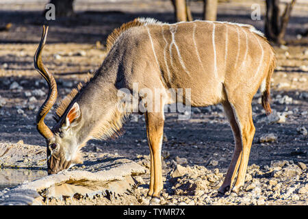 Kudu an eine künstliche Wasser Loch in einem Namibischen Wald, Namibia. Stockfoto