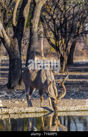 Kudu an eine künstliche Wasser Loch in einem Namibischen Wald, Namibia. Stockfoto