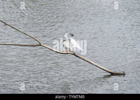 Flussseeschwalbe (Sterna hirundo) Landung auf einem Zweig Stockfoto