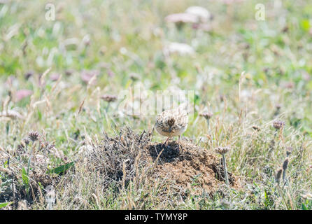 Feldlerche (Alauda arvensis) mit Nahrung für seine Jungen Stockfoto