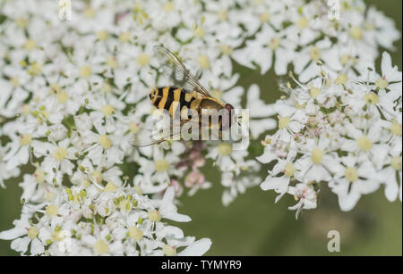 Hoverfly - Syrphus ribesii Stockfoto