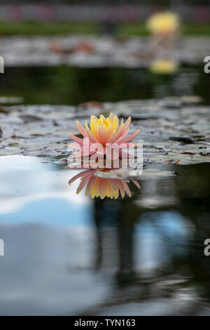 Nymphaea cypriana. Winterharte Seerosen auf dem Teich. Großbritannien Stockfoto