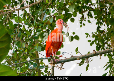 Exotische roter Vogel Scarlet Ibis, Eudocimus ruber Stockfoto