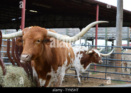 Big Texas Longhorn Steer, Kuh, Bulle in Stift mit Blick auf seinem Gesicht kauen Heu. Stockfoto