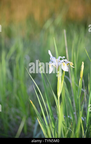 Blaue und gelbe Iris oder Lily Blumen und Blüten mit unscharfen Bereich der Gras von Grün auf Rot im Hintergrund. Stockfoto