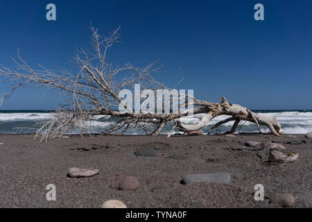 Filiale einer Sonne gebleicht Baum liegt unten am Strand in Mexiko mit dem Brechen der Wellen im Hintergrund Stockfoto