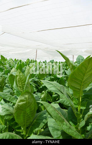 Tabakblätter unter Abdeckung (corojo) auf dem Bauernhof in der Umgebung des Dorfes San Juan y Martinez, Provinz Pinar del Rio, Kuba Stockfoto
