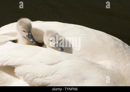 Höckerschwan Cygnus olor, Federn, weiße Federn, zwei Babys, cygnets, Reiten auf dem Rücken der Mutter, zwischen ihre Flügel versteckt, Mai, Norfolk, Großbritannien Stockfoto