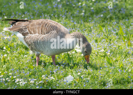 Graugans, Anser anser, Fütterung, Beweidung auf Gras und wilden Blumen, die Norfolk Broads, UK. Mai, Stockfoto