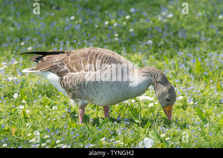 Graugans, Anser anser, Fütterung, Beweidung auf Gras und wilden Blumen, die Norfolk Broads, UK. Mai, Stockfoto