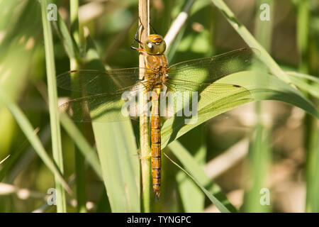 Die Norfolk Hawker, Aeshna isoceles, Libelle. ruht, Draufsicht, Rückansicht, Norfolk Broads, UK, Mai, Stockfoto