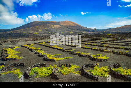 Lanzarote Weinberg. Grüne Pflanzen auf den schwarzen vulkanischen Boden von der Vulkaninsel. Es ist auf den Kanarischen Inseln in Spanien. Es ist blauer Himmel und wh Stockfoto