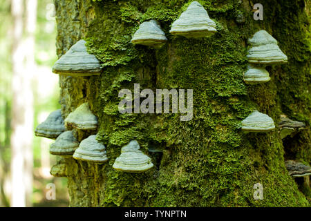 Einen moosigen Stamm eines Baumes voll von Pilzen auf der Rinde in einer intensiven 12.00 Licht Stockfoto