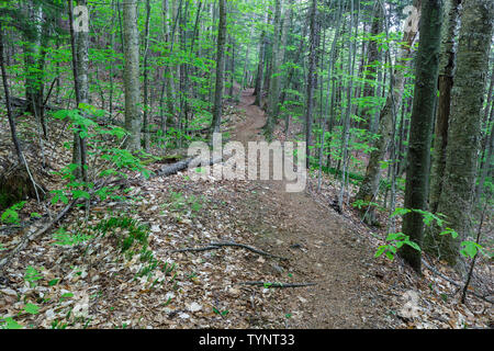 Die Osseo Trail, hier gesehen, in Lincoln, New Hampshire nutzt einen Teil der East Branch & Lincoln Railroad's "Schmalspur"-Zeile. Stockfoto